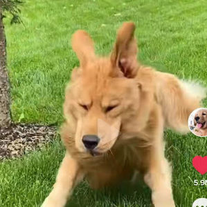 Meet your Posher, Hu